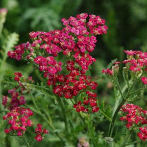 Achillea New Vintage (4 colours)