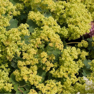 Alchemilla Mollis Irish Silk