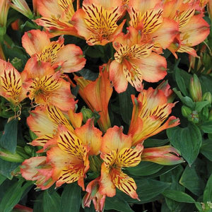 Alstroemeria Inticancha (9 colours)