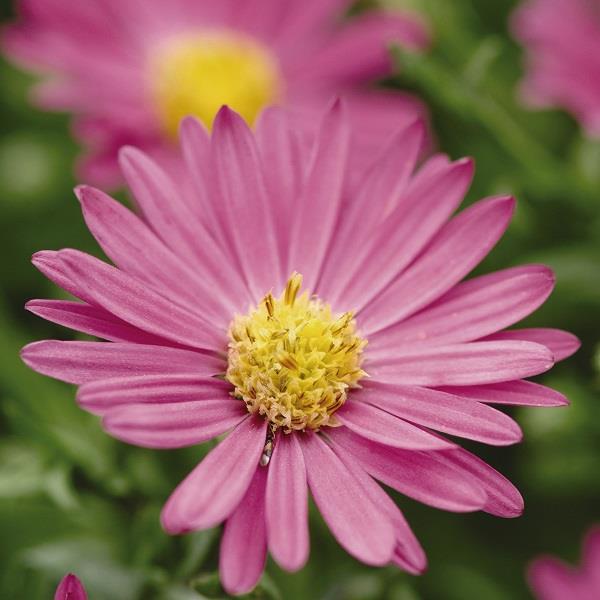 Aster Novae-Angliae Alma Potschke