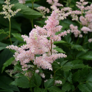 Astilbe japonica Peach Blossom