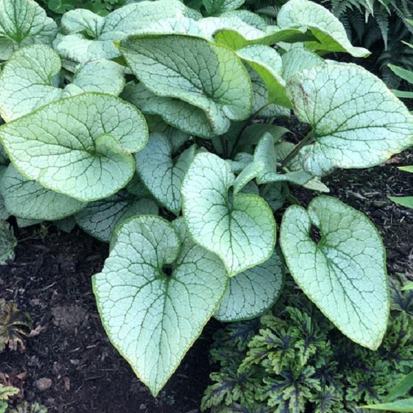 Brunnera Alchemy Silver