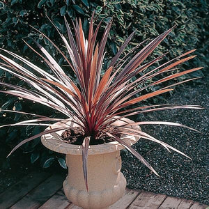 Cordyline Australis Red Star