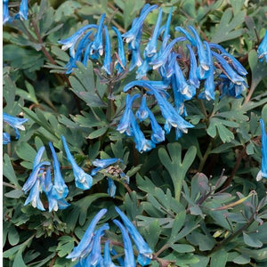 Corydalis Blue Heron