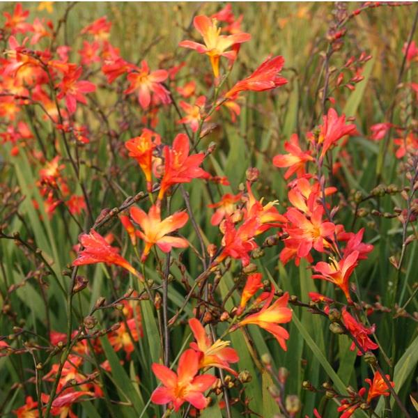 Crocosmia Carmine Brilliant