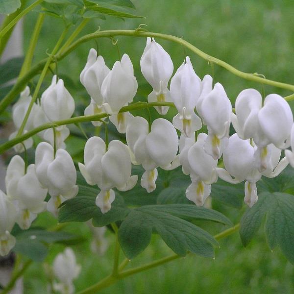 Dicentra store spectabilis alba