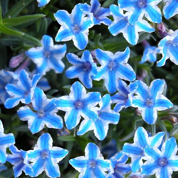 Diffusa Blue Star Lithodora