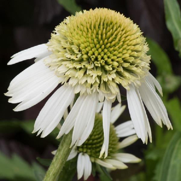 Echinacea (3 colours)