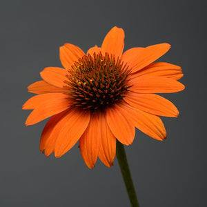 Echinacea (3 colours)