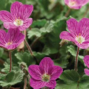 Erodium Variabile Bishops Form