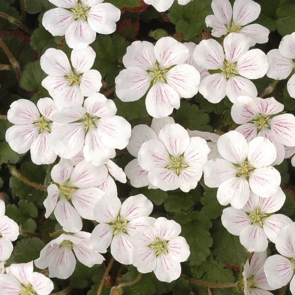 Erodium White