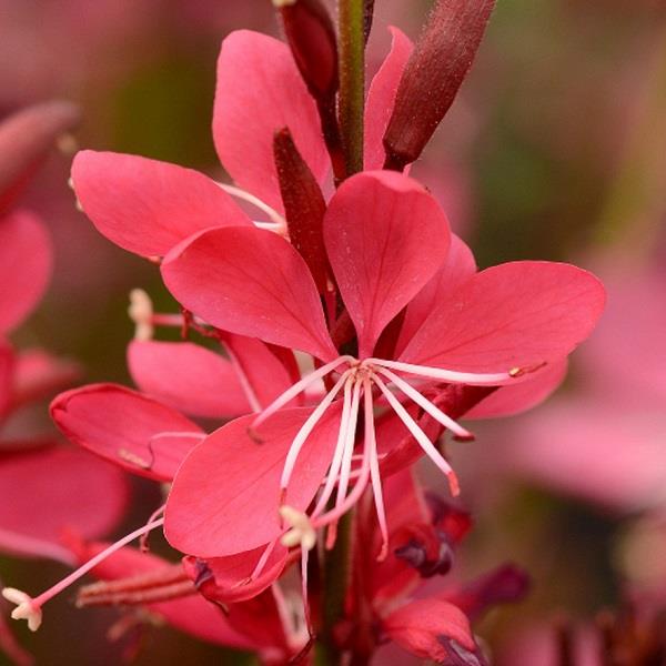 Gaura lindheimeri Whiskers Deep Rose