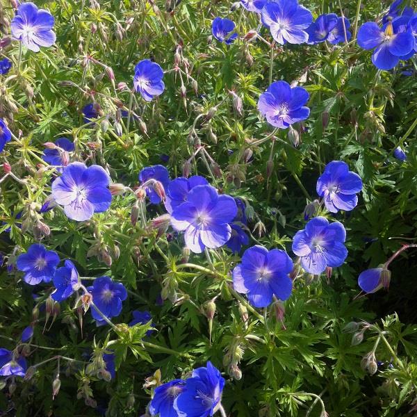 Geranium Johnsons Blue