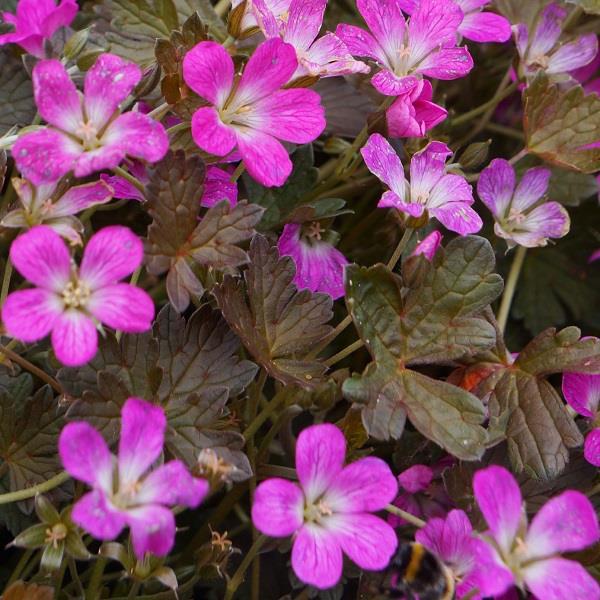 Geranium Orkney Cherry