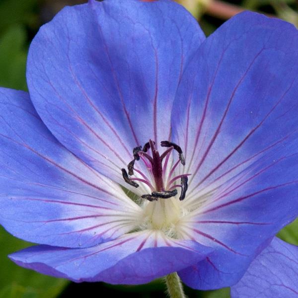 Geranium Species Rozanne