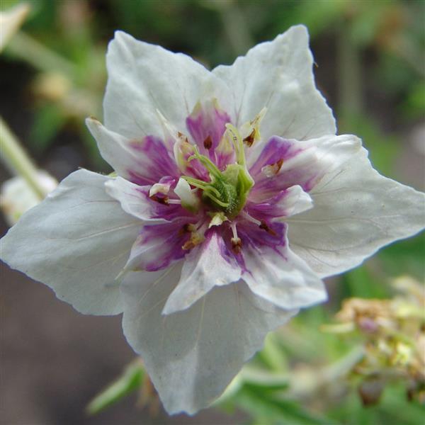 Geranium Pratense Double Jewel