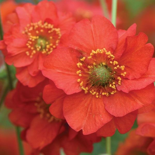 Geum Blazing Sunset