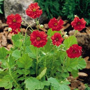 Geum Blazing Sunset