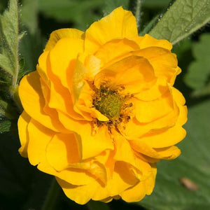 Geum Flore Plena Sunrise