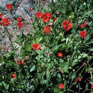 Geum Mrs. Bradshaw