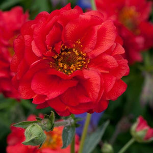 Geum Mrs. Bradshaw