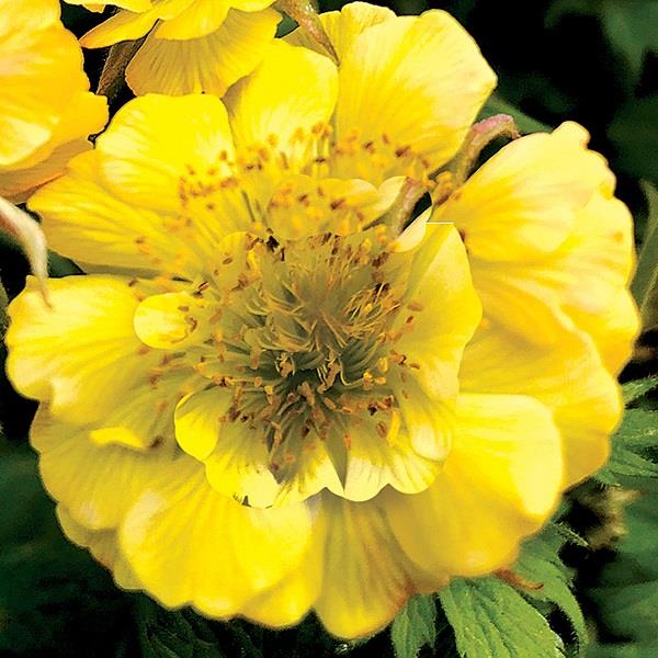 Geum Tempo (3 colours)