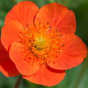 Geum Coccineum Koi