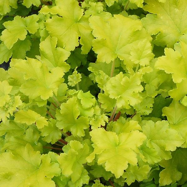 Heuchera Lime Marmalade