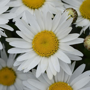 Leucanthemum Madonna