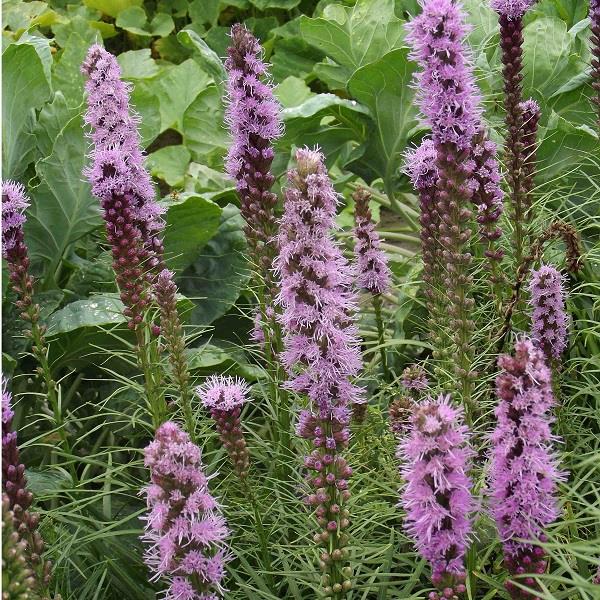 Liatris spicata