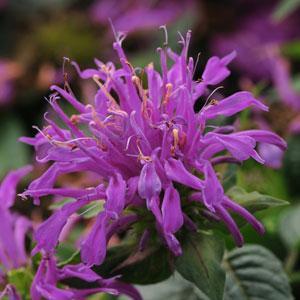 Monarda Balmy (4 colours)