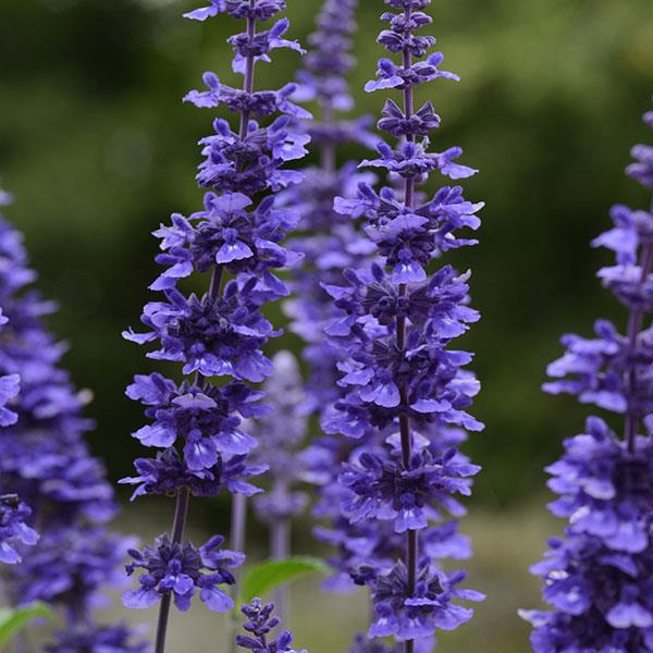 Mystic Spires Salvia