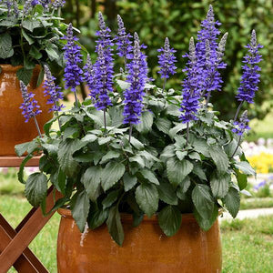 Mystic Spires Salvia