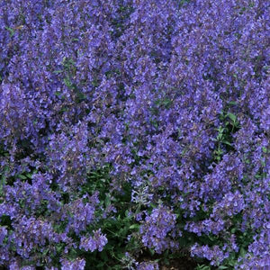 Nepeta Junior Walker