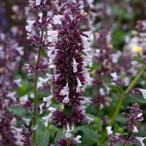 Nepeta Whispurr (2 colours)