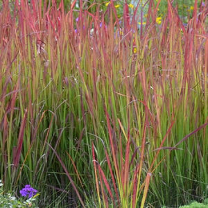 Red Baron Grass Imperata