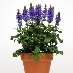 Salvia Nemorosa (2 colours)