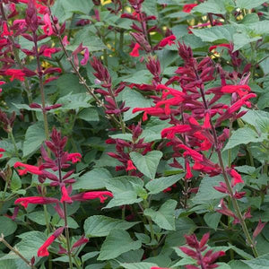 Salvia Roman Red