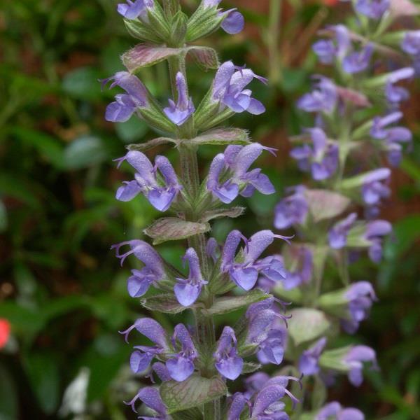 Salvia Species Nemorosa Ostfriesland