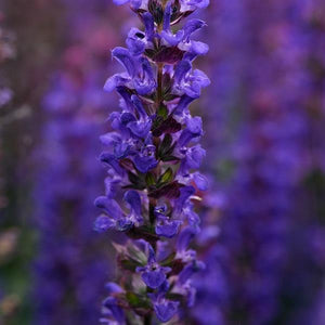 Salvia Species Salvatore Blue