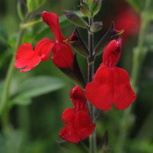 Salvia Greggii Radio Red