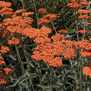 Achillea Millefolium (5 colours)