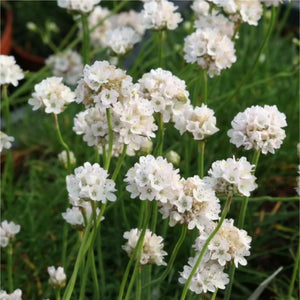 Armeria  Litre Pot