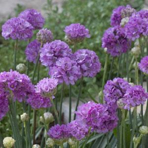 Armeria  Litre Pot