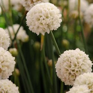 Armeria  Litre Pot