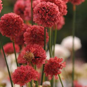 Armeria  Litre Pot