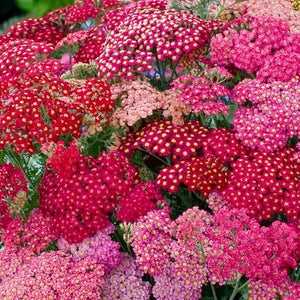 Achillea Millefolium (5 colours)