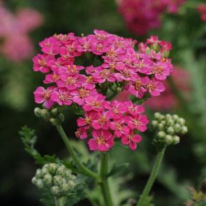 Achillea New Vintage (4 colours)