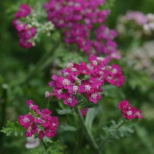 Achillea New Vintage (4 colours)