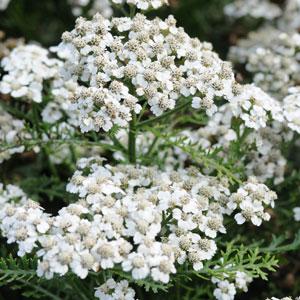 Achillea New Vintage (4 colours)